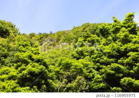 春、初夏、夏の和歌山、南紀、白浜、グランピングで焚火とブルーラグーンの海を散策、鳥毛洞窟や日置川 116905975
