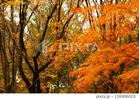 カラー　紅葉　植物　秋　公園　（2024年7月登録） 116906028