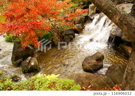 カラー 紅葉 植物 秋 噴水 公園 (2024年7月登録) カラー 紅葉 植物 秋 噴水 公園 (2024年7月登録) 116906032