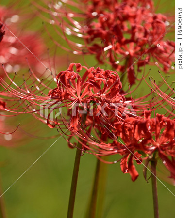 ヒガンバナ(リコリス/Licoris radiata) ヒガンバナ(リコリス/Licoris radiata) 116906058