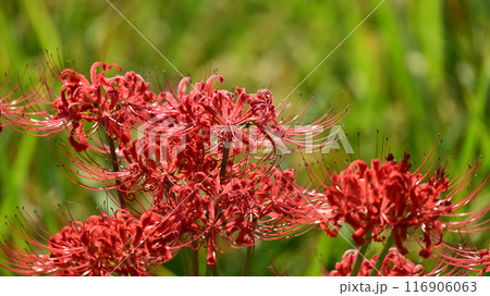 ヒガンバナ(リコリス／Licoris radiata) 116906063