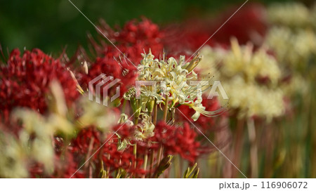 ヒガンバナ(リコリス／Licoris radiata) 116906072