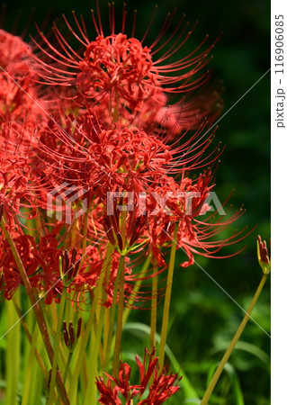 ヒガンバナ(リコリス／Licoris radiata) 116906085