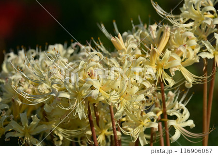 ヒガンバナ(リコリス/Licoris radiata) ヒガンバナ(リコリス/Licoris radiata) 116906087