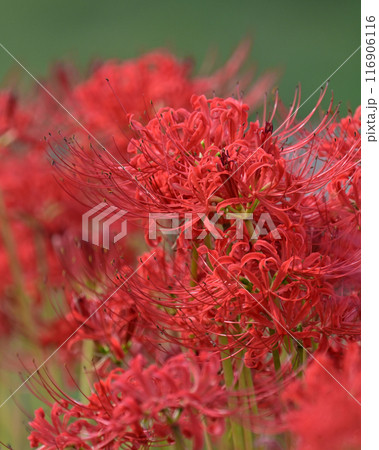 ヒガンバナ(リコリス／Licoris radiata) 116906116