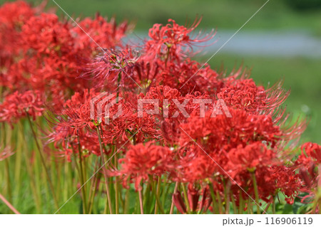 ヒガンバナ(リコリス/Licoris radiata) ヒガンバナ(リコリス/Licoris radiata) 116906119
