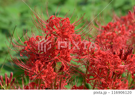 ヒガンバナ(リコリス／Licoris radiata) 116906120