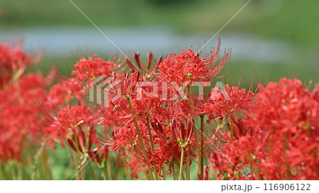 ヒガンバナ(リコリス／Licoris radiata) 116906122