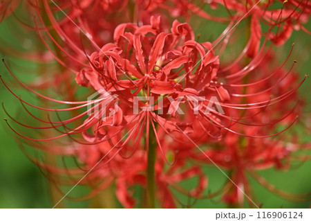 ヒガンバナ(リコリス／Licoris radiata) 116906124