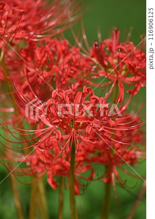 ヒガンバナ(リコリス／Licoris radiata) 116906125