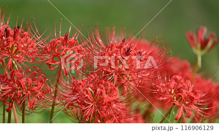 ヒガンバナ(リコリス／Licoris radiata) 116906129