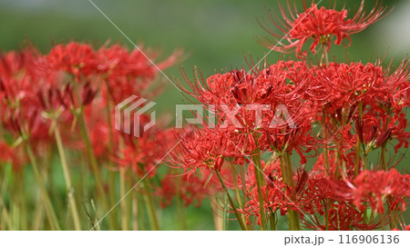 ヒガンバナ(リコリス／Licoris radiata) 116906136