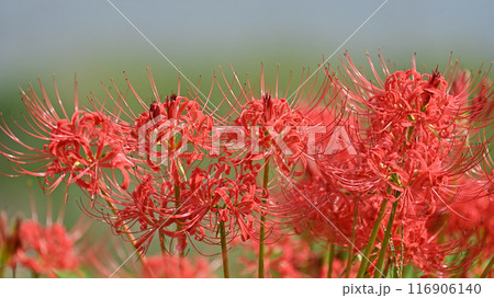 ヒガンバナ(リコリス／Licoris radiata) 116906140