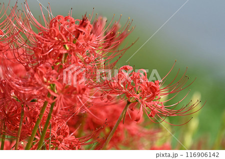 ヒガンバナ(リコリス／Licoris radiata) 116906142
