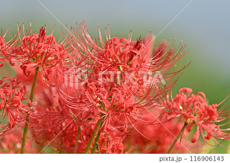 ヒガンバナ(リコリス／Licoris radiata) 116906143