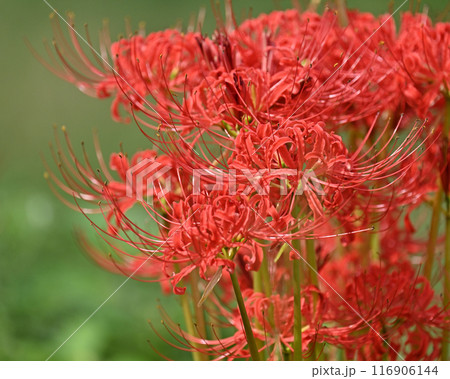 ヒガンバナ(リコリス/Licoris radiata) ヒガンバナ(リコリス/Licoris radiata) 116906144