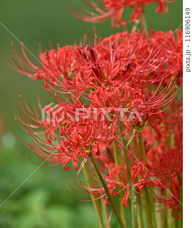 ヒガンバナ(リコリス／Licoris radiata) 116906149