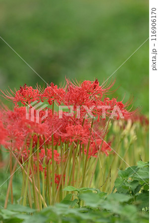 ヒガンバナ(リコリス/Licoris radiata) ヒガンバナ(リコリス/Licoris radiata) 116906170