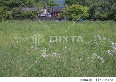 Yufuin Field Farm, Pastoral Charm in Nagasaki Countryside May 15 2024 116906378
