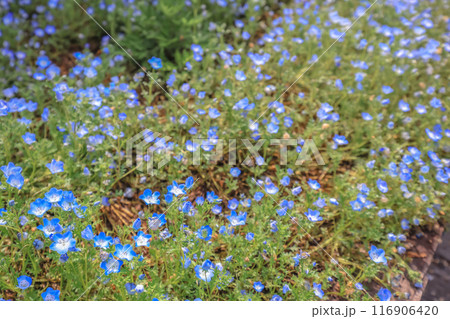 natural scene of a flowering ground cover plant. 116906420