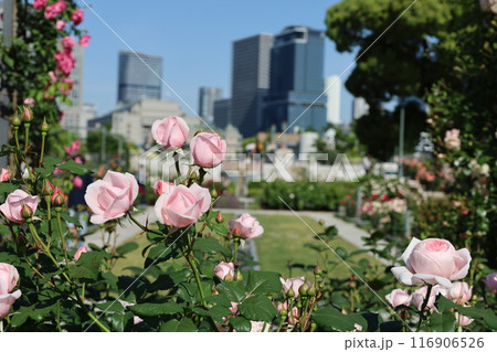 春から初夏へ、日本、大阪の中心部、ああここは中之島、バラ園のバラの園、ローズガーデンで見る公園 春から初夏へ、日本、大阪の中心部、ああここは中之島、バラ園のバラの園、ローズガーデンで見る公園 116906526