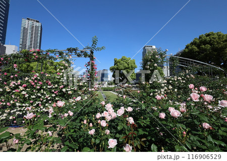 春から初夏へ、日本、大阪の中心部、ああここは中之島、バラ園のバラの園、ローズガーデンで見る公園 春から初夏へ、日本、大阪の中心部、ああここは中之島、バラ園のバラの園、ローズガーデンで見る公園 116906529