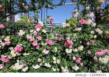 春から初夏へ、日本、大阪の中心部、ああここは中之島、バラ園のバラの園、ローズガーデンで見る公園 春から初夏へ、日本、大阪の中心部、ああここは中之島、バラ園のバラの園、ローズガーデンで見る公園 116906531