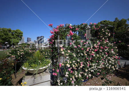 春から初夏へ、日本、大阪の中心部、ああここは中之島、バラ園のバラの園、ローズガーデンで見る公園 116906541