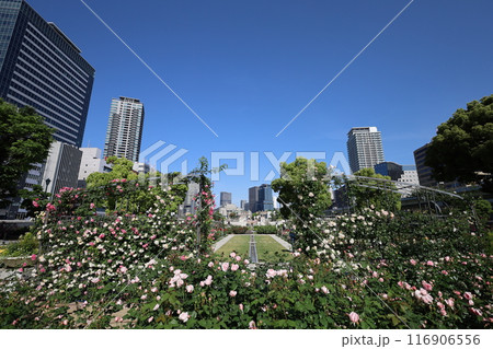 春から初夏へ、日本、大阪の中心部、ああここは中之島、バラ園のバラの園、ローズガーデンで見る公園 116906556