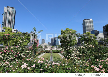 春から初夏へ、日本、大阪の中心部、ああここは中之島、バラ園のバラの園、ローズガーデンで見る公園 116906557