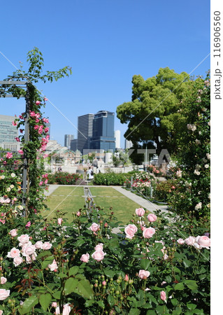 春から初夏へ、日本、大阪の中心部、ああここは中之島、バラ園のバラの園、ローズガーデンで見る公園 春から初夏へ、日本、大阪の中心部、ああここは中之島、バラ園のバラの園、ローズガーデンで見る公園 116906560