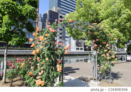 春から初夏へ、日本、大阪の中心部、ああここは中之島、バラ園のバラの園、ローズガーデンで見る公園 116906566