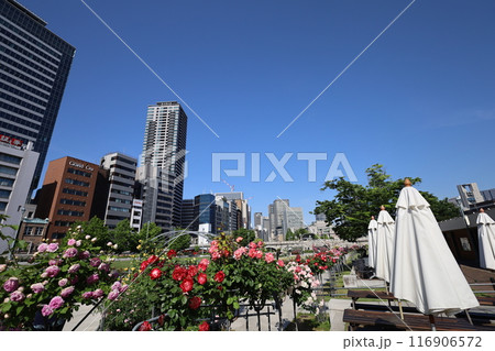 春から初夏へ、日本、大阪の中心部、ああここは中之島、バラ園のバラの園、ローズガーデンで見る公園 116906572