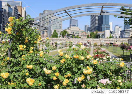 春から初夏へ、日本、大阪の中心部、ああここは中之島、バラ園のバラの園、ローズガーデンで見る公園 春から初夏へ、日本、大阪の中心部、ああここは中之島、バラ園のバラの園、ローズガーデンで見る公園 116906577