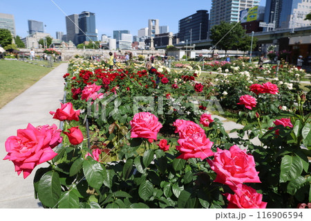 春から初夏へ、日本、大阪の中心部、ああここは中之島、バラ園のバラの園、ローズガーデンで見る公園 春から初夏へ、日本、大阪の中心部、ああここは中之島、バラ園のバラの園、ローズガーデンで見る公園 116906594
