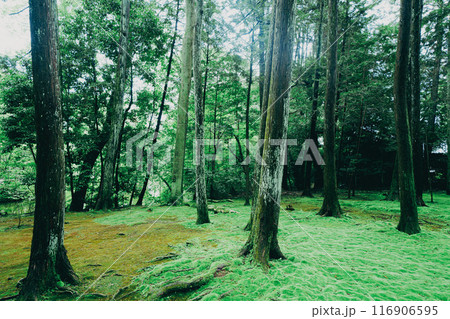 唐招提寺の美しい風景 116906595