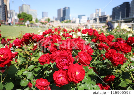 春から初夏へ、日本、大阪の中心部、ああここは中之島、バラ園のバラの園、ローズガーデンで見る公園 春から初夏へ、日本、大阪の中心部、ああここは中之島、バラ園のバラの園、ローズガーデンで見る公園 116906598