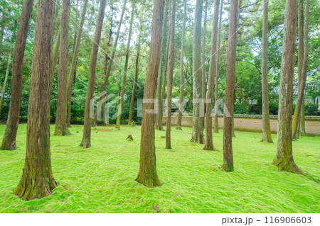 唐招提寺の美しい風景 唐招提寺の美しい風景 116906603