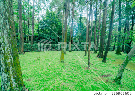 唐招提寺の美しい風景 116906609