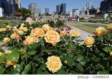 春から初夏へ、日本、大阪の中心部、ああここは中之島、バラ園のバラの園、ローズガーデンで見る公園 春から初夏へ、日本、大阪の中心部、ああここは中之島、バラ園のバラの園、ローズガーデンで見る公園 116906610