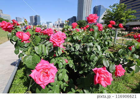 春から初夏へ、日本、大阪の中心部、ああここは中之島、バラ園のバラの園、ローズガーデンで見る公園 116906621