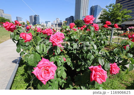 春から初夏へ、日本、大阪の中心部、ああここは中之島、バラ園のバラの園、ローズガーデンで見る公園 春から初夏へ、日本、大阪の中心部、ああここは中之島、バラ園のバラの園、ローズガーデンで見る公園 116906625