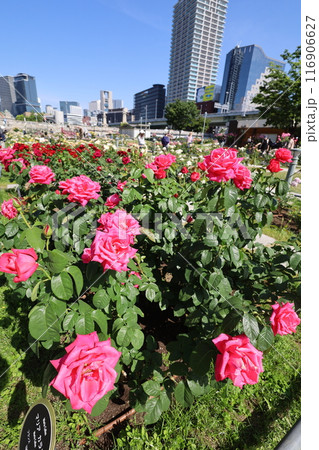 春から初夏へ、日本、大阪の中心部、ああここは中之島、バラ園のバラの園、ローズガーデンで見る公園 116906627