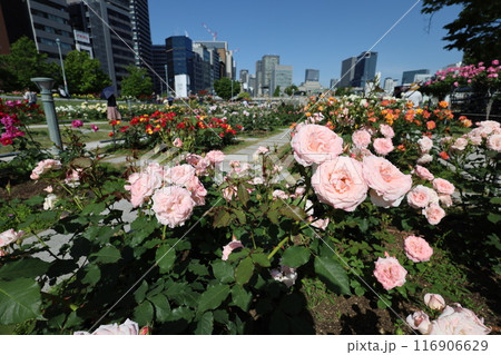 春から初夏へ、日本、大阪の中心部、ああここは中之島、バラ園のバラの園、ローズガーデンで見る公園 春から初夏へ、日本、大阪の中心部、ああここは中之島、バラ園のバラの園、ローズガーデンで見る公園 116906629