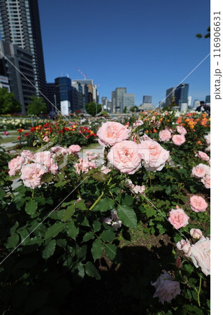 春から初夏へ、日本、大阪の中心部、ああここは中之島、バラ園のバラの園、ローズガーデンで見る公園 116906631