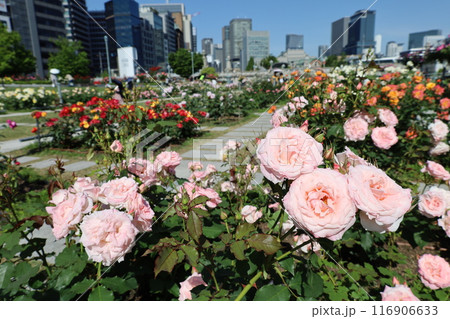 春から初夏へ、日本、大阪の中心部、ああここは中之島、バラ園のバラの園、ローズガーデンで見る公園 春から初夏へ、日本、大阪の中心部、ああここは中之島、バラ園のバラの園、ローズガーデンで見る公園 116906633