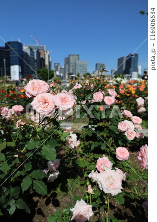 春から初夏へ、日本、大阪の中心部、ああここは中之島、バラ園のバラの園、ローズガーデンで見る公園 春から初夏へ、日本、大阪の中心部、ああここは中之島、バラ園のバラの園、ローズガーデンで見る公園 116906634