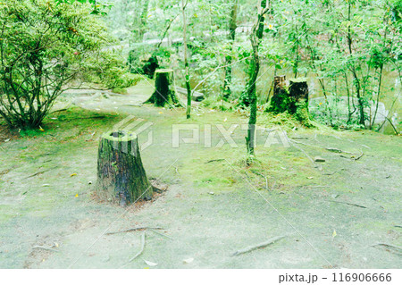 唐招提寺の美しい風景 唐招提寺の美しい風景 116906666