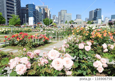 春から初夏へ、日本、大阪の中心部、ああここは中之島、バラ園のバラの園、ローズガーデンで見る公園 春から初夏へ、日本、大阪の中心部、ああここは中之島、バラ園のバラの園、ローズガーデンで見る公園 116906750