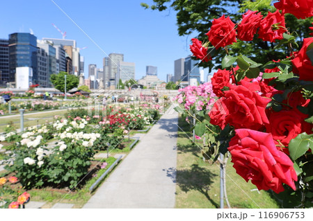 春から初夏へ、日本、大阪の中心部、ああここは中之島、バラ園のバラの園、ローズガーデンで見る公園 春から初夏へ、日本、大阪の中心部、ああここは中之島、バラ園のバラの園、ローズガーデンで見る公園 116906753
